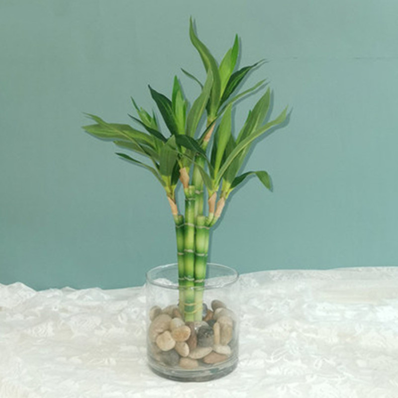 New 40cm rFtificial Lucky Bamb - đánh giá và giá Aquarium Fish To Buy