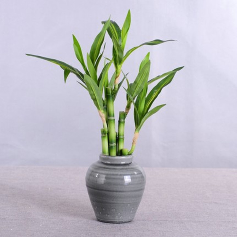 New 40cm rFtificial Lucky Bamb - đánh giá và giá Aquarium Fish To Buy