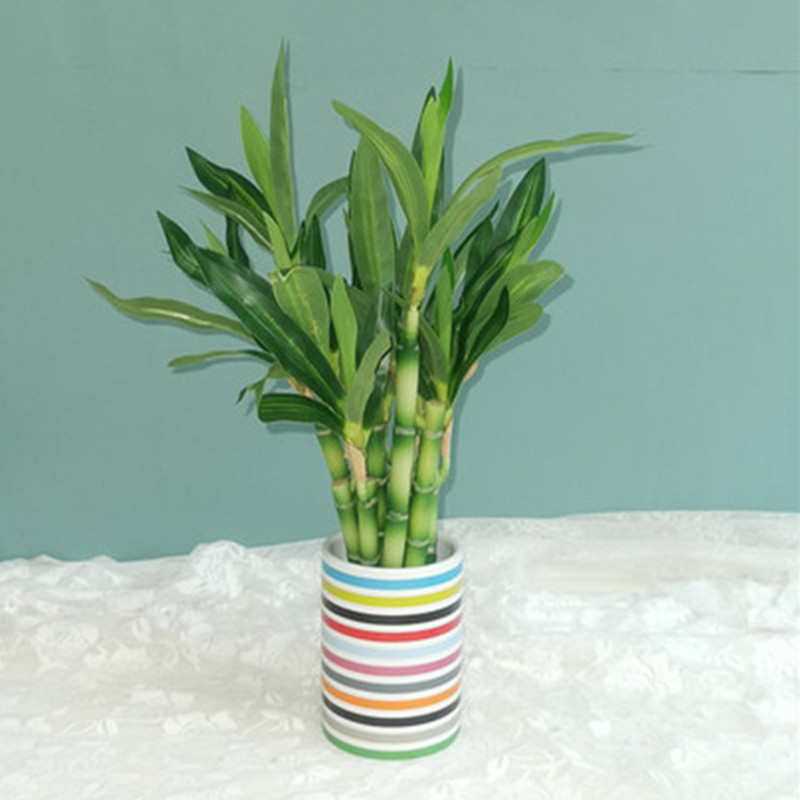 New 40cm rFtificial Lucky Bamb - đánh giá và giá Aquarium Fish To Buy
